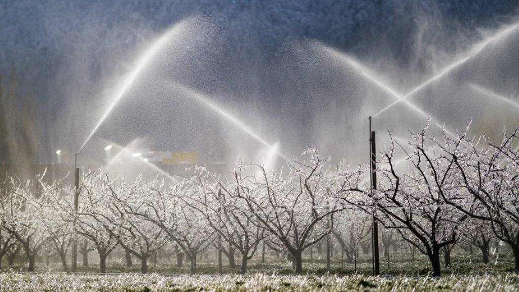 Anfang April während einer kurzen Kälteperiode liefen die Sprinkleranlagen im Wallis auf Hochtouren. (Archiv)