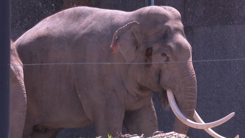 Paarungsprobleme im Kinderzoo: Elefantenbulle erhält Unterstützung