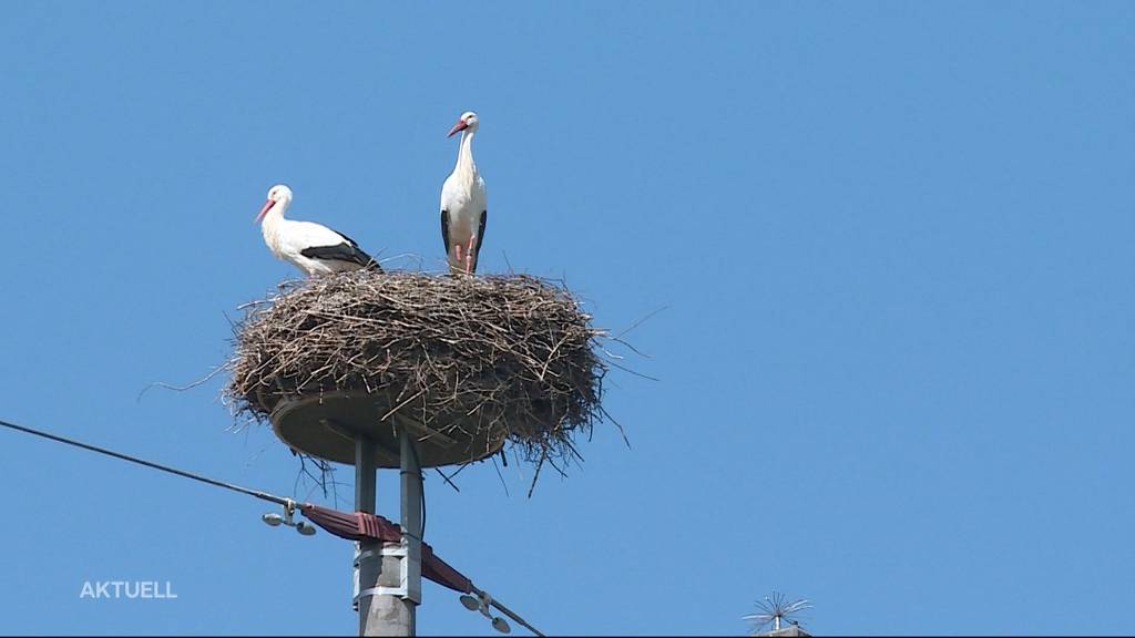 Storch sorgt wegen Nestbau für Stromausfall in fünf Gemeinden