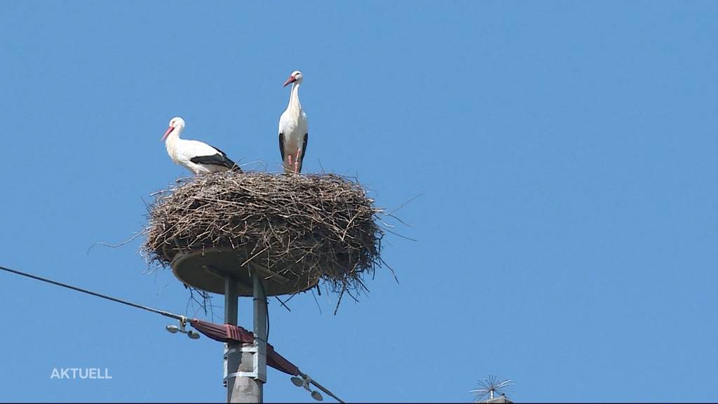 Storch verursacht Stromausfall in mehreren aargauischen Gemeinden