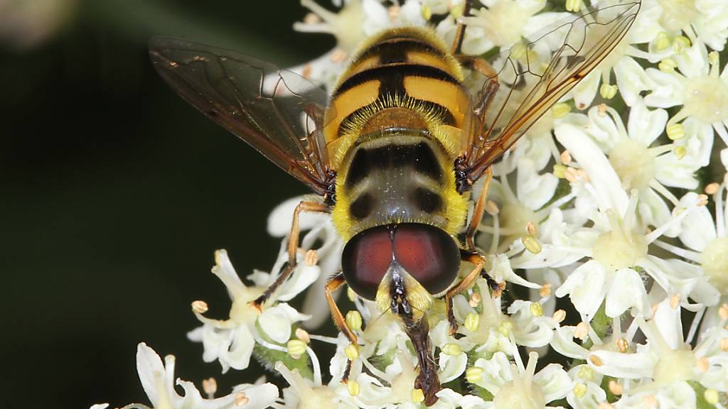 Black Bucket Challenge: Hobby-Entomologen sollen Insekten sammeln