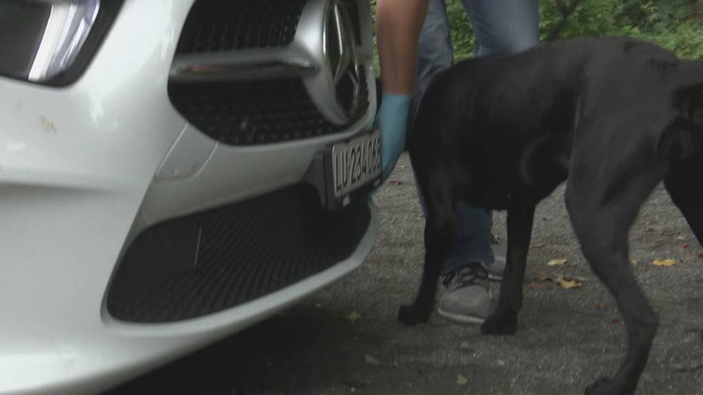 So suchen Drogenspürhunde nach Drogen