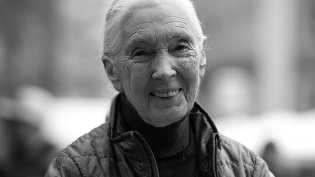 Die britische Verhaltensforscherin Jane Goodall (Archivbild). Foto: Sven Hoppe/dpa