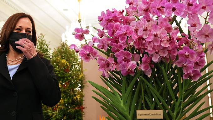 Orchidee nach US-Vizepräsidentin Kamala Harris benannt