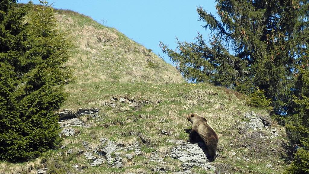 Der Bär von Eriz im Kanton Bern.