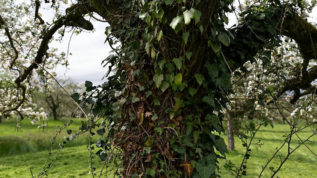 Beschwerde gegen St. Galler Baumschutzgebiete abgewiesen