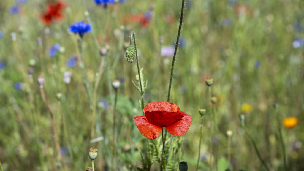 Wie kann man die Biodiversität erhalten? Am Weltbiodiversitätsforum in Davos suchen ab Sonntag über 1000 Fachleute nach Lösungen. (Symbolbild)