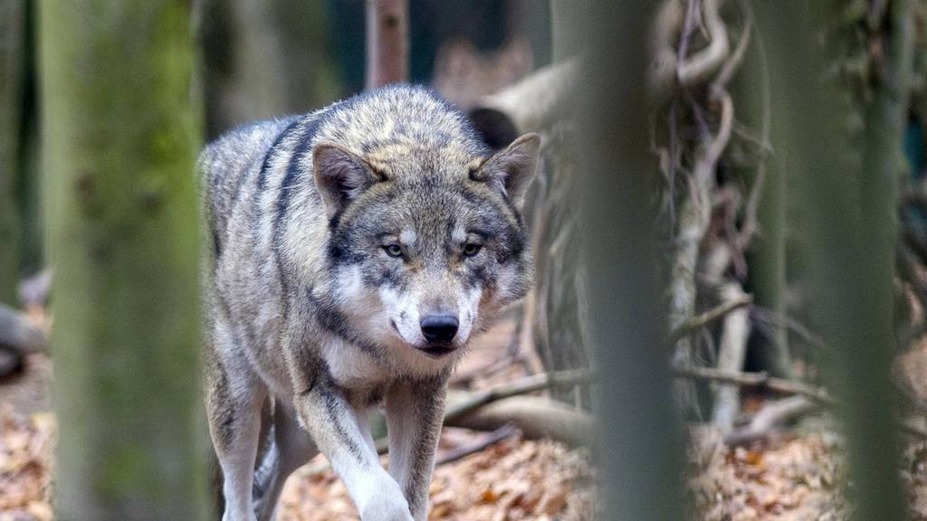 Grossrat will Wölfe zur Verteidigung abschiessen – das sagt die Regierung
