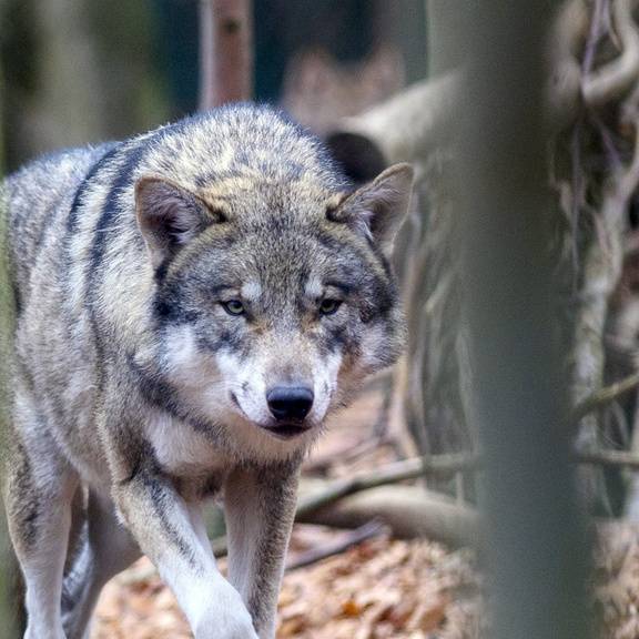 Grossrat will Wölfe zur Verteidigung abschiessen – das sagt die Regierung