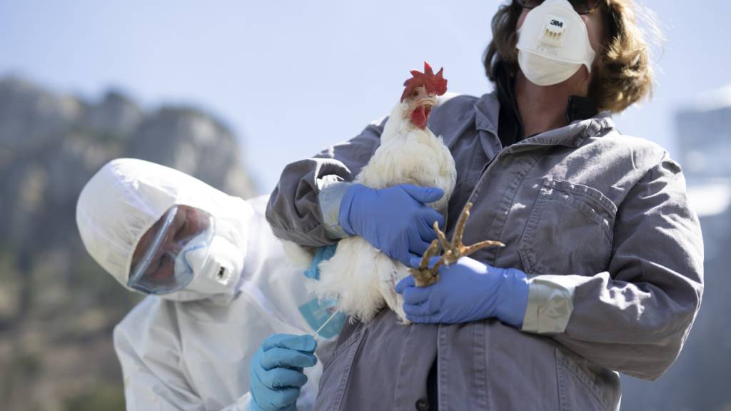 Bund hebt Schutzmassnahmen gegen die Vogelgrippe auf