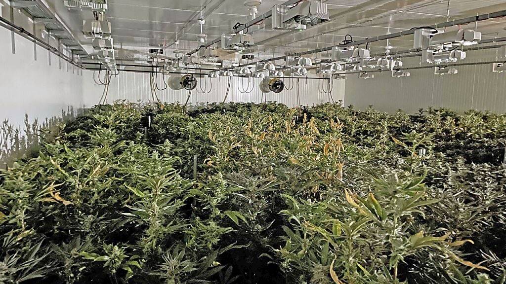 2022 konnten Deutschschweizer Polizeikorps Cannabis im Wert von 3,5 Millionen Franken sicherstellen.