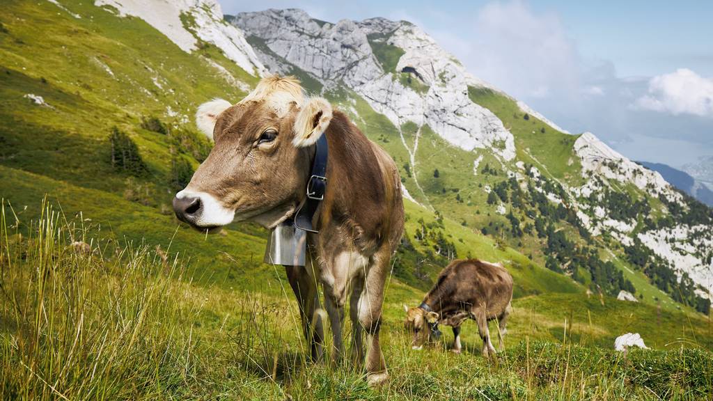 Im Melchtal wurden auf einer Alp drei tote Rinder gefunden. (Symbolbild)