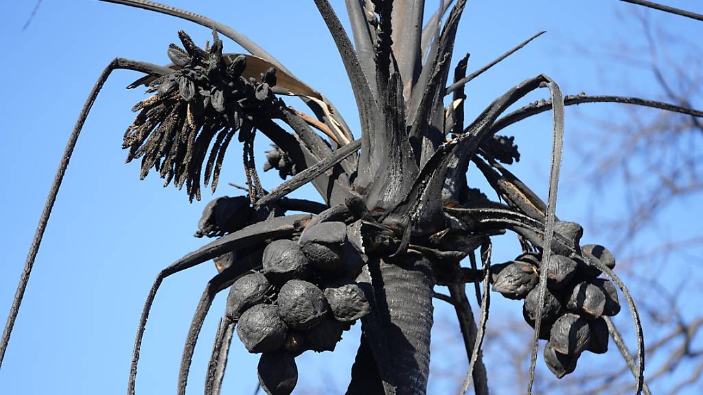 Eine verbrannte Kokospalme ist in Lahaina zu sehen. Foto: Rick Bowmer/AP
