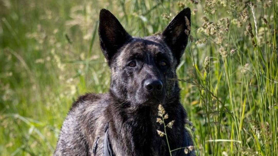 MicrosoftTeams-image (5)