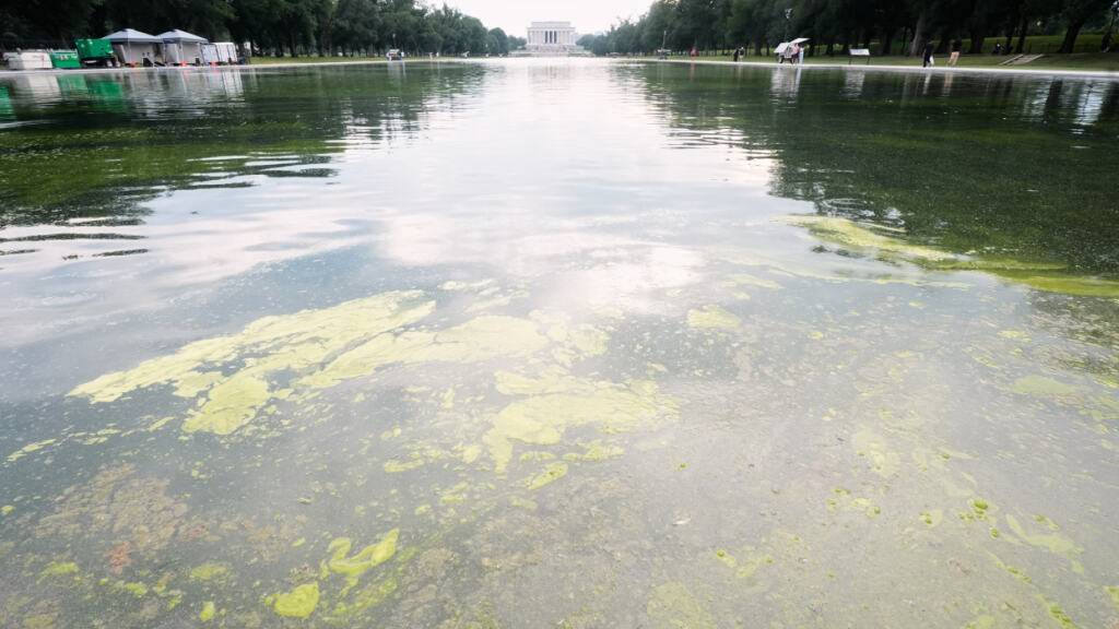 Trotz 14 Millionen Dollar - Washingtons Pool ist wieder grün