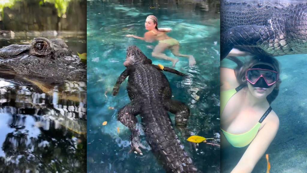 Frau geht mit drei Meter langem Alligator schwimmen – und geht viral