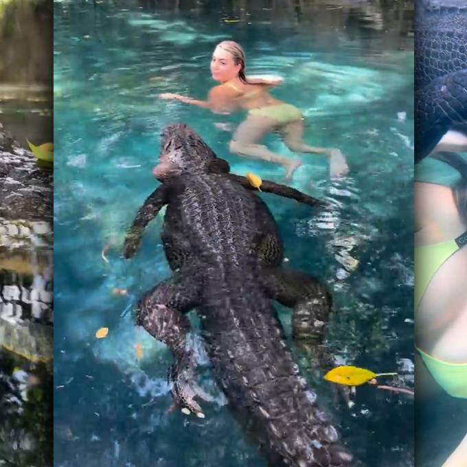 Frau geht mit drei Meter langem Alligator schwimmen – und geht viral