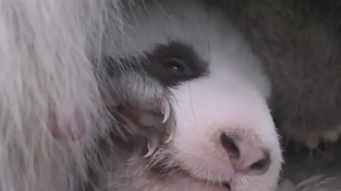 Jöö-Dosis für heute: Wacklige Baby-Pandas