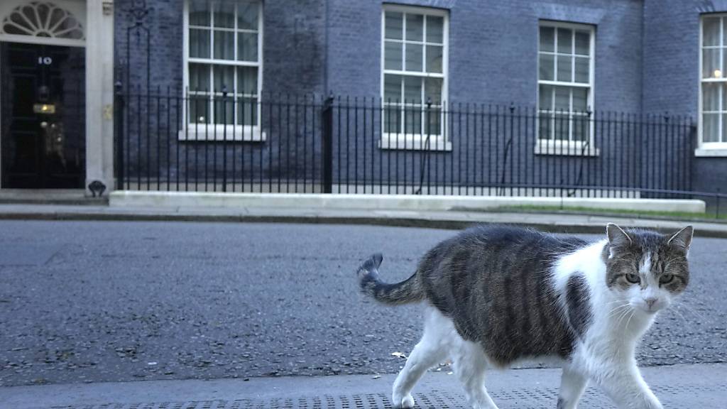 ARCHIV - Die britische Regierung hat laut einem Bericht des britischen Senders ITV Gerüchte über die angeblich angeschlagene Gesundheit von Downing-Street-Kater Larry dementiert. Foto: Kirsty Wigglesworth/AP/dpa
