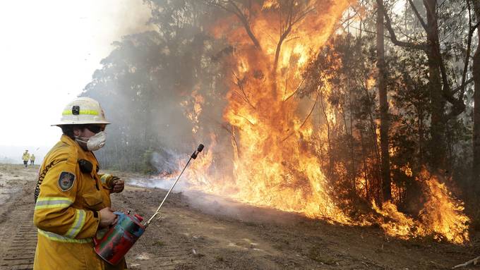 Experte: Brände töten eine Milliarde Tiere