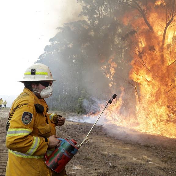 Experte: Brände töten eine Milliarde Tiere