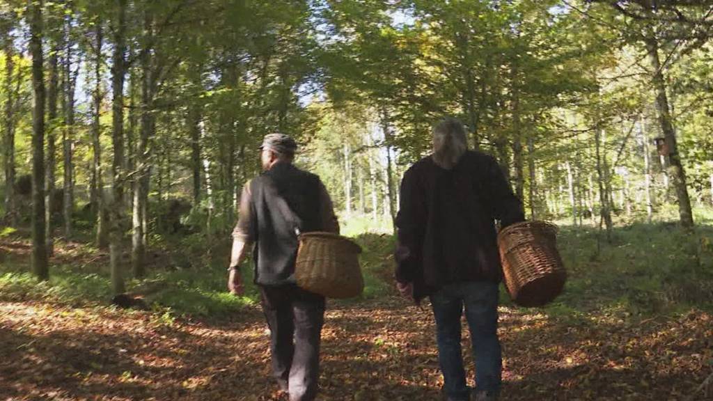 Sammelwut im Mittelland: Die Pilzjäger sind wieder unterwegs