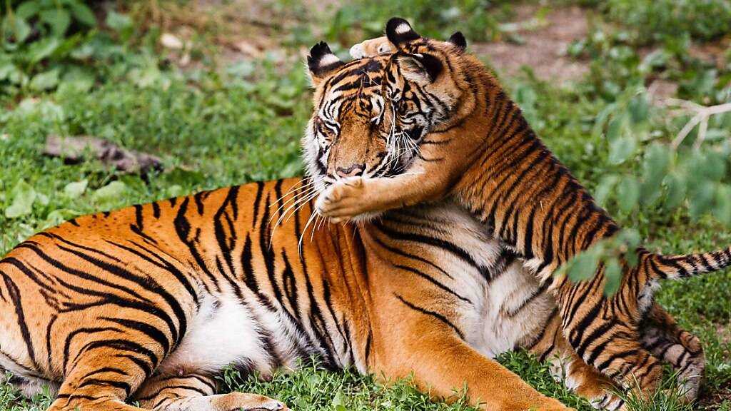 Zweitältester Sumatra-Tiger der Welt im Stuttgarter Zoo gestorben