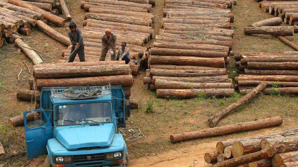 Informieren Umweltorganisationen über illegale Holzschläge, laufen sie Gefahr, verklagt zu werden. Im Bild: Ungesetzliche Abholzung in Myanmar. (Archivbild)