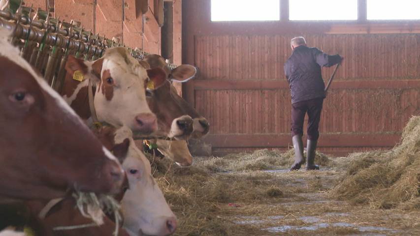 Pandemie im Anmarsch: Tierseuchenfälle im Ausland nehmen zu – die Ostschweiz wappnet sich