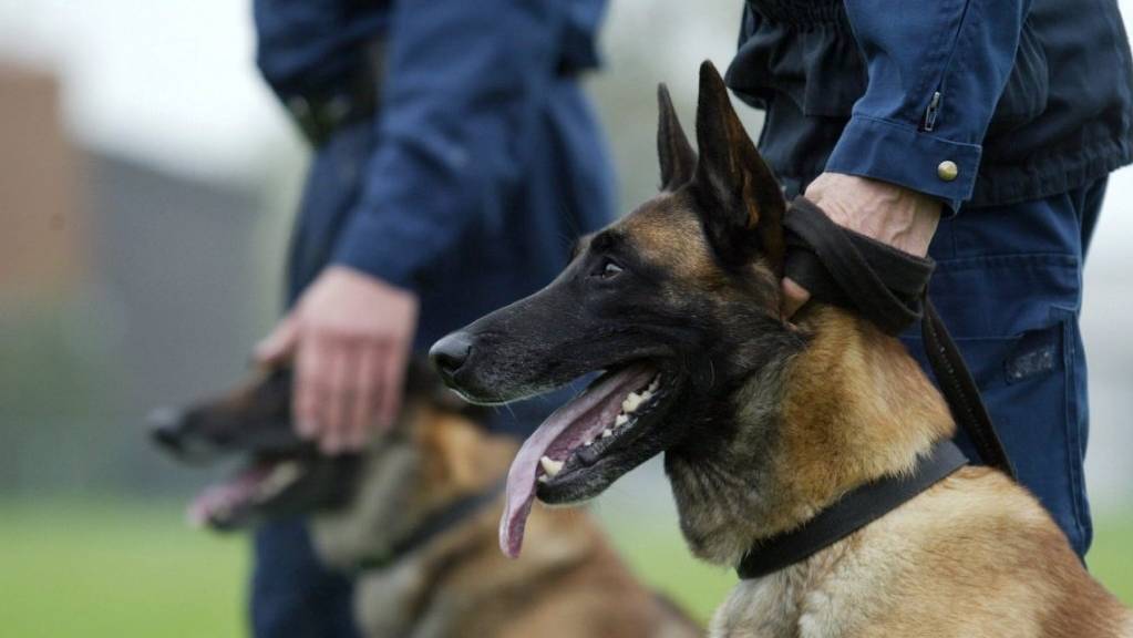 Schweiz schickt 17 Spezialpolizisten und Spürhunde nach Paris (Symbolbild).