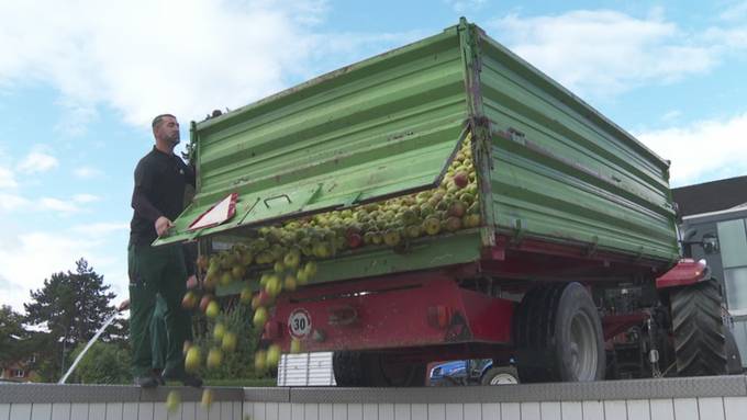 Bessere und verfrühte Apfelernte