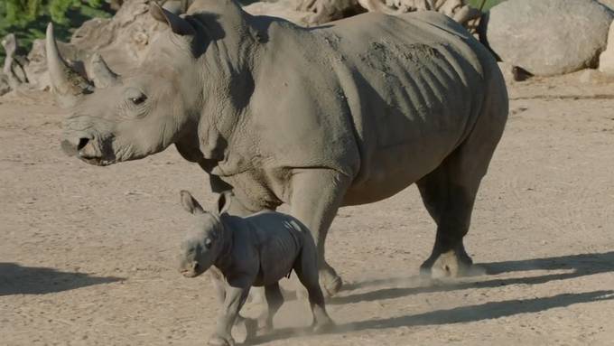 Kleines Nashorn erkundet Safaripark