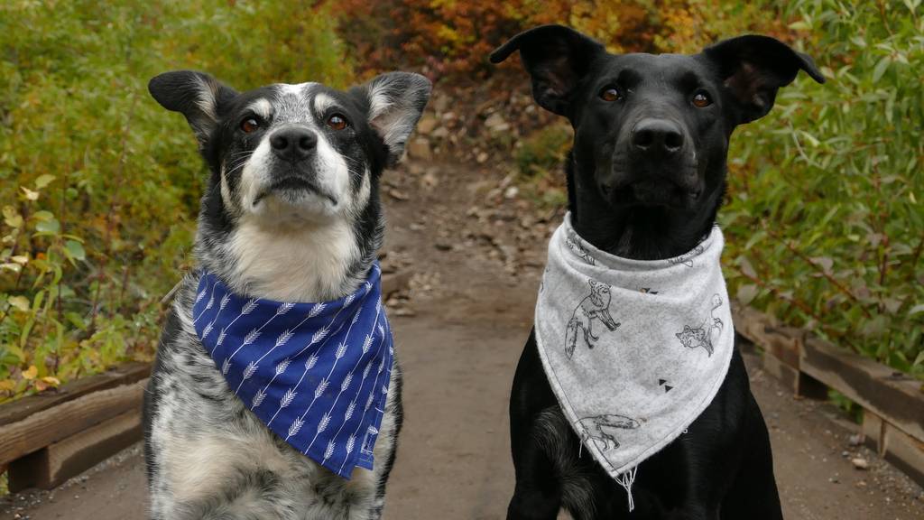 yuki-dog-BegIKNC4-Zk-unsplash