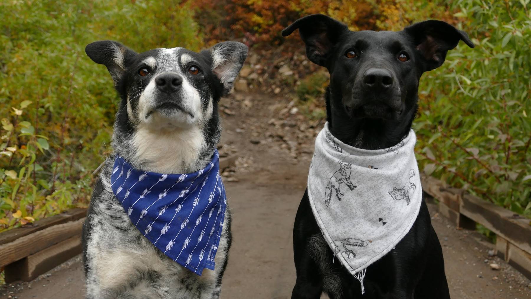 yuki-dog-BegIKNC4-Zk-unsplash