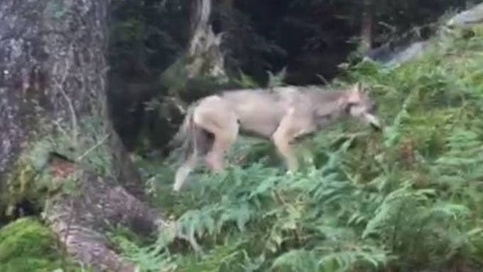 Glarner Wolfsrüde stammt aus Alpenpopulation