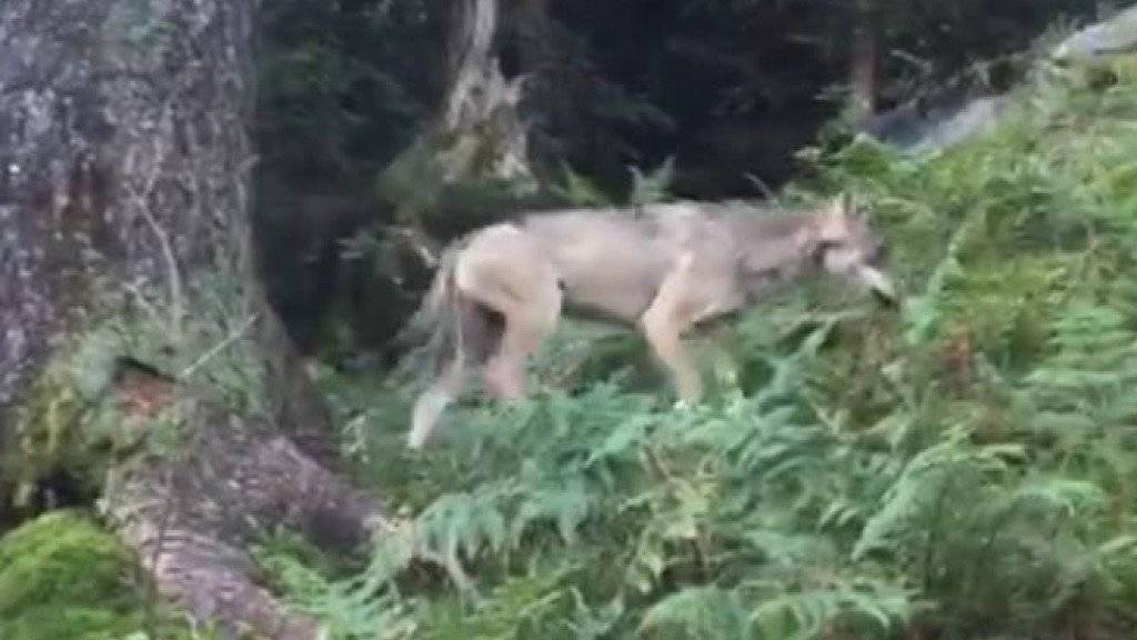 Der Wolf wurde im September oberhalb von Mollis im Kanton Glarus gesehen und gefilmt. (Archivbild)