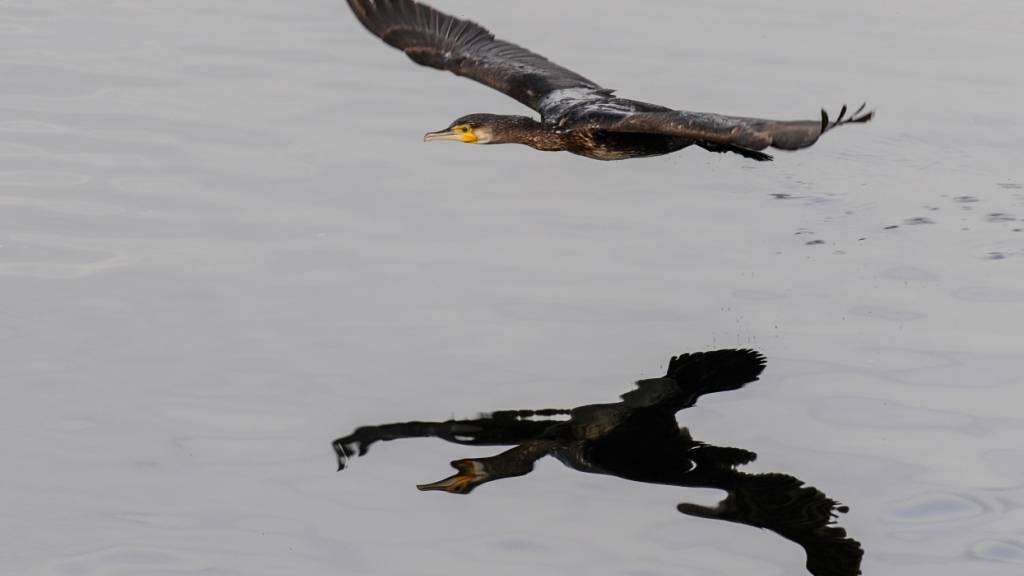 Thurgauer Parlament verlangt stärkere Regulierung der Kormorane