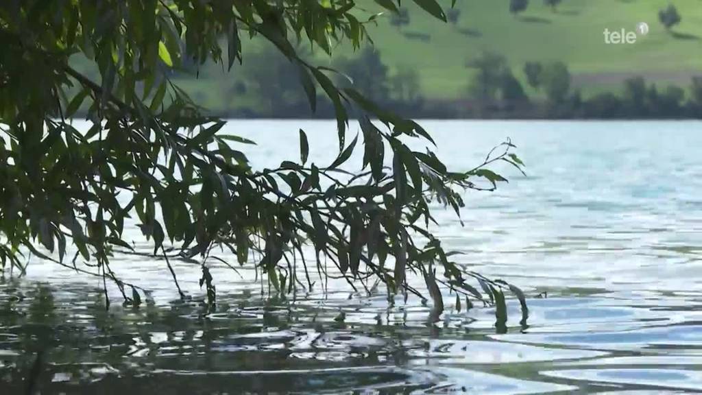 Studie zu Fischen im Baldegger- und Rotsee