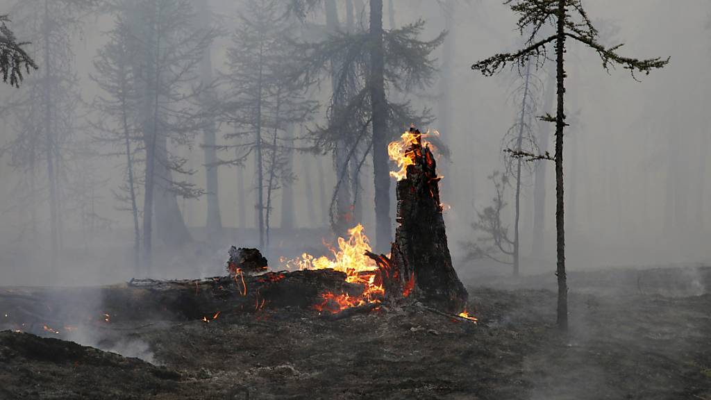 Der Ort eines Waldbrandes, auf dem ein Baumstamm in Flammen steht. Die russischen Behörden haben den Ausnahmezustand in Nordostsibirien ausgeweitet, um externe Ressourcen zur Bekämpfung der Waldbrände in der riesigen Region heranzuziehen.