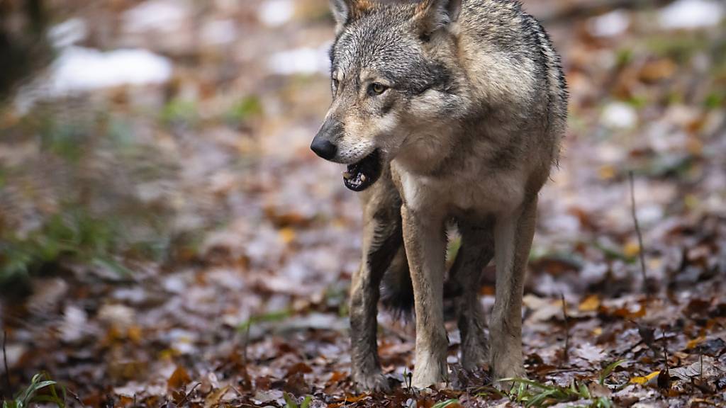 Glarner Jäger sollen die Wildhut bei der Wolfsjagd unterstützen