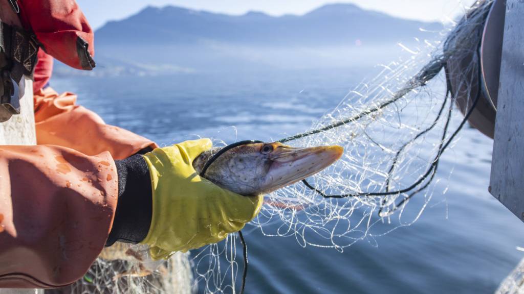 Fische im Vierwaldstättersee kommen unter Druck