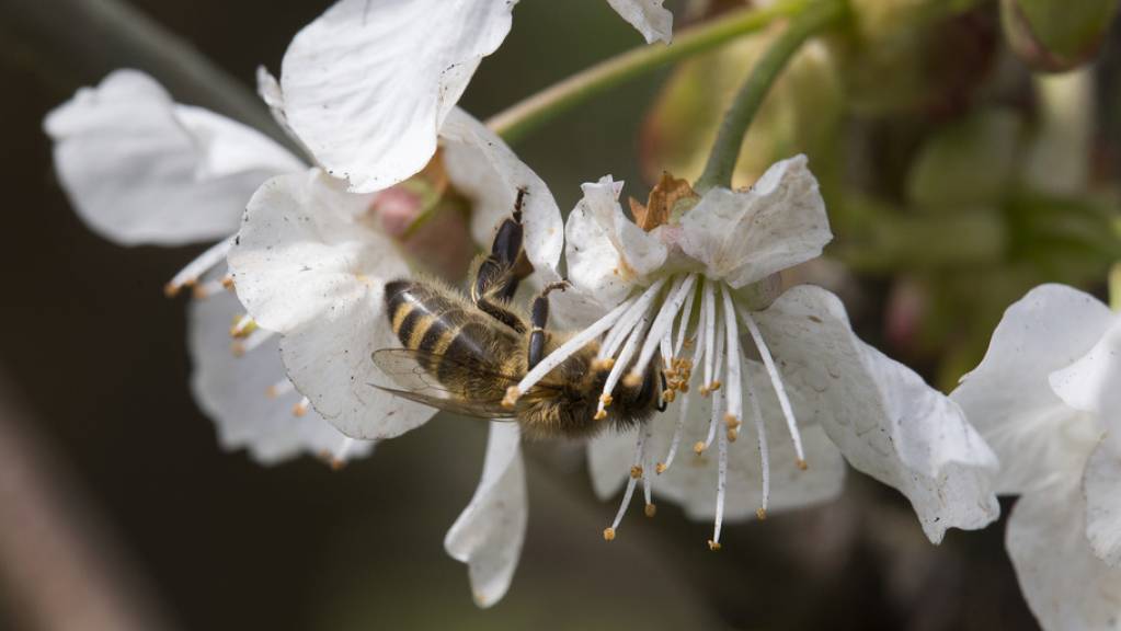 Für die Bestäubung und folglich den Ernteertrag sind nicht nur domestizierte Honigbienen wichtig, sondern auch Wildbienen. In Amerika wurde das unterschätzt - und schon droht Missernte. (Archivbild)