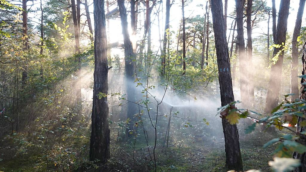 Im Pfynwald im Kanton Wallis konnten WSL-Forschende nachweisen, dass sich mit speziellen Drohnenbildern der Trockenstress von Bäumen erkennen lässt.
