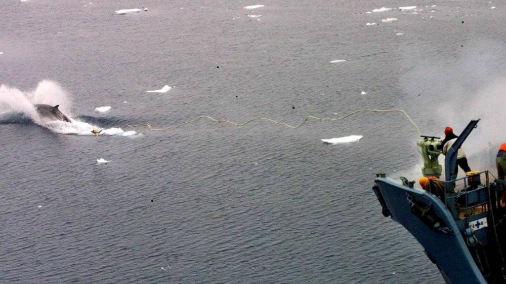 Japans Walfänger sind trotz weltweiten Protesten wieder in See gestochen. (Archiv)
