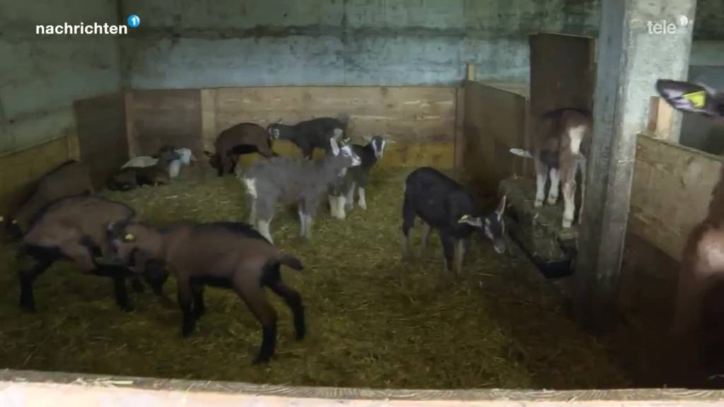 26 junge Ziegen aus Emmentaler Stall verschwunden