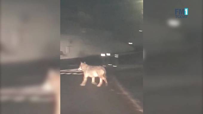 Wolf spaziert durch Liechtenstein