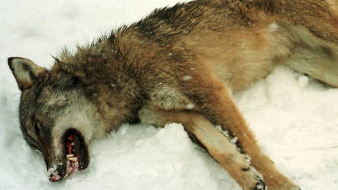 Bündner Wildhut erlegt verletzten Wolf und verletzten Biber