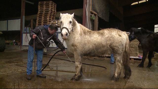 Mittelloser Vermieter weiterhin zur Pferdepflege verpflichtet