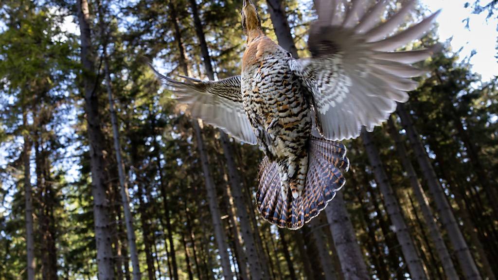 Kanton Nidwalden schafft in Hergiswil Reservat für Auerhuhn