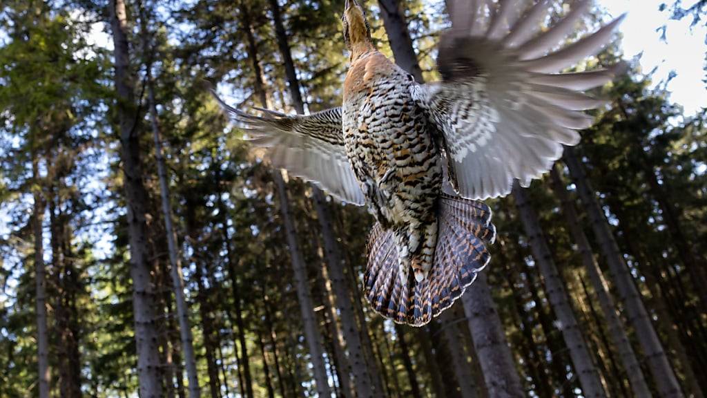 Der Kanton Nidwalden will das seltene Auerhuhn besser schützen. (Archivbild)